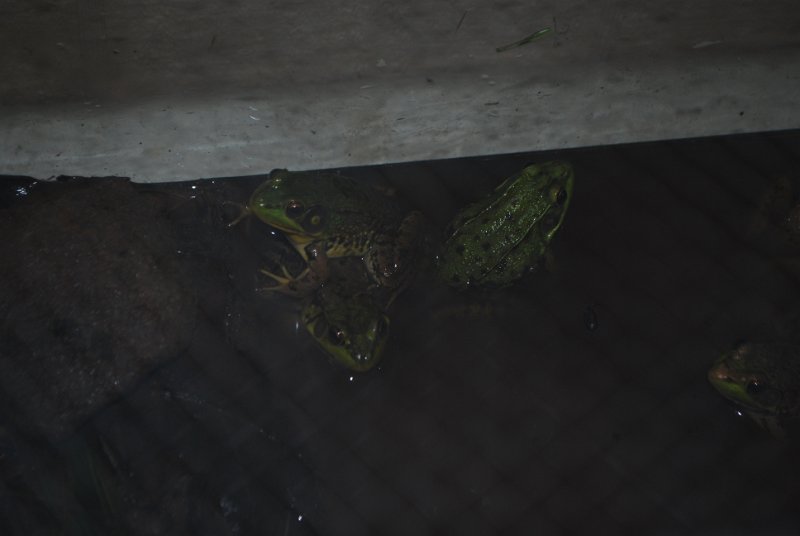 DSC_0133.JPG