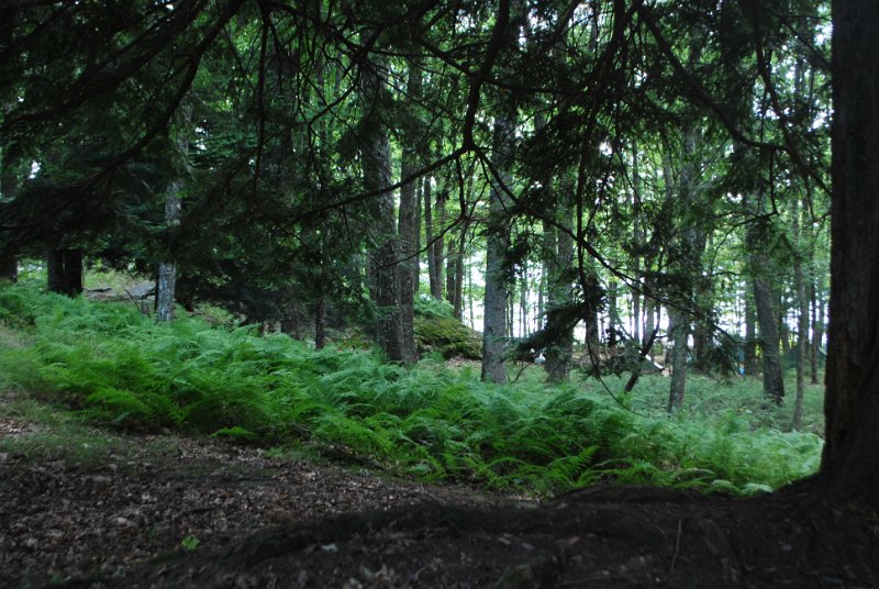 DSC_0021.JPG
