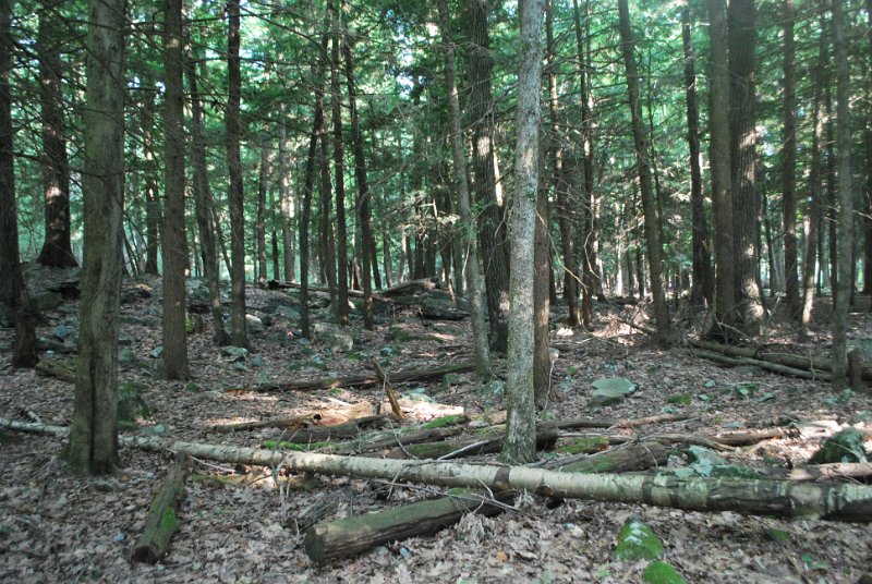 DSC_0030.JPG