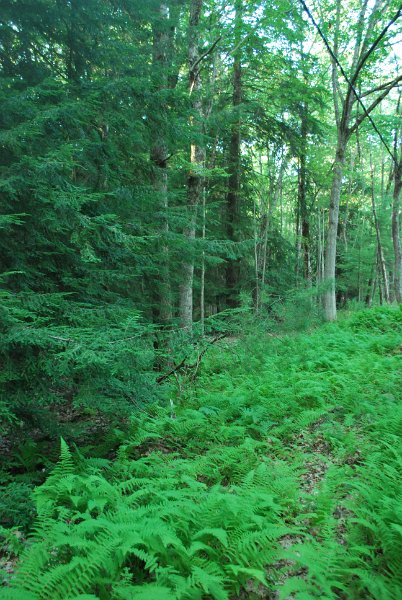 DSC_0047.JPG