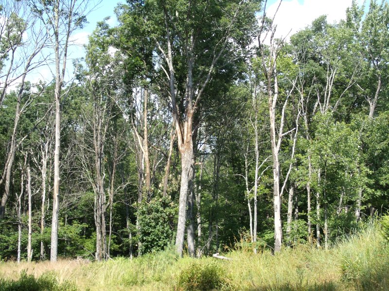 GEDC0675.JPG