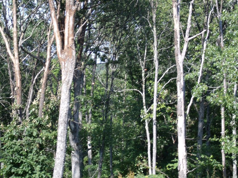 GEDC0695.JPG
